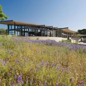 A California ranch home surrounded by lavender